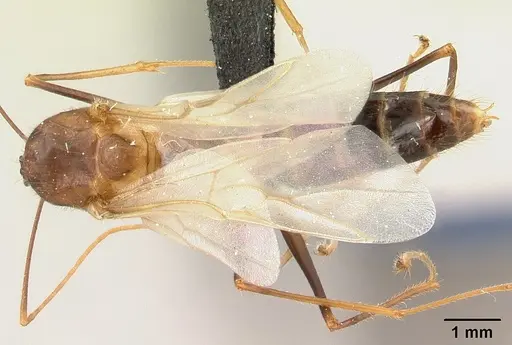 Camponotus dufouri specimen CASENT0121886 image casent0121886_1