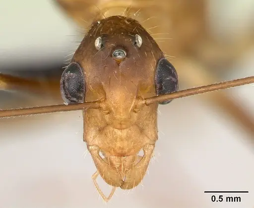 Camponotus dufouri specimen CASENT0121886 image casent0121886_2