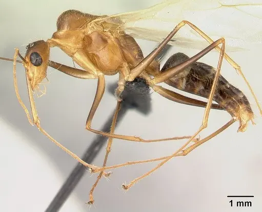 Camponotus dufouri specimen CASENT0121886 image casent0121886_3