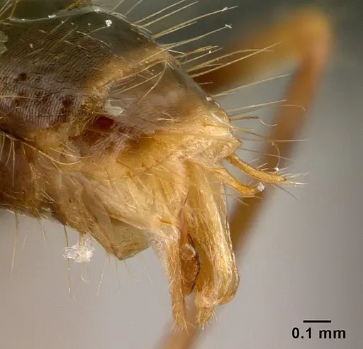 Camponotus dufouri specimen CASENT0121886 image casent0121886_4