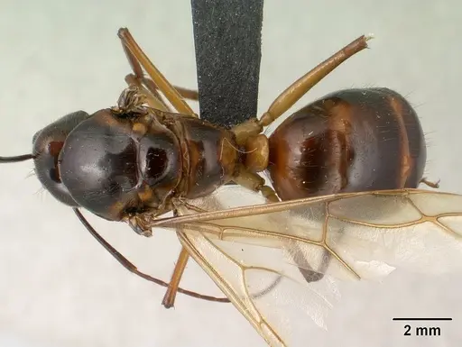 Camponotus dufouri specimen CASENT0145292 image casent0145292_1