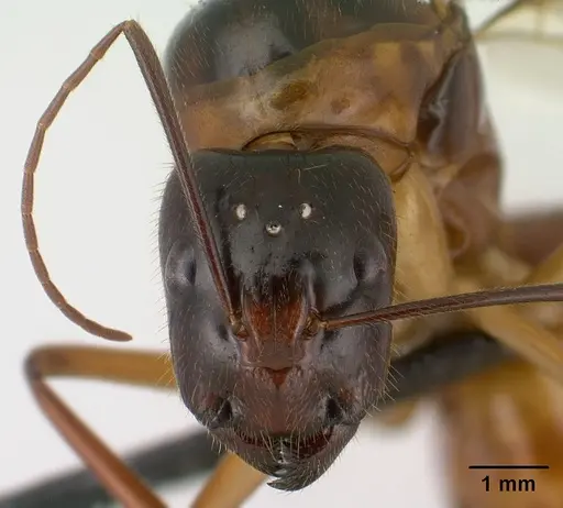 Camponotus dufouri specimen CASENT0145292 image casent0145292_2