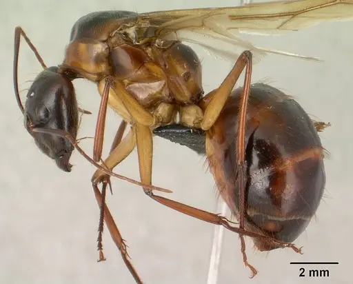 Camponotus dufouri specimen CASENT0145292 image casent0145292_3