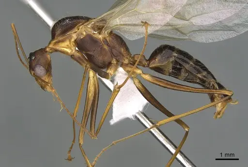 Camponotus dufouri specimen CASENT0191867 image casent0191867_1