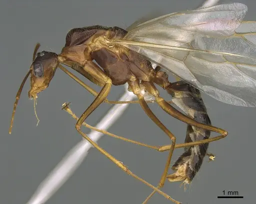 Camponotus dufouri specimen CASENT0191868 image casent0191868_1