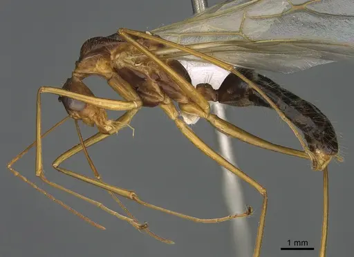 Camponotus dufouri specimen CASENT0191884 image casent0191884_1