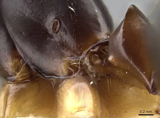 Camponotus dufouri specimen CASENT0192117 image casent0192117_1