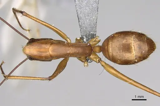 Camponotus dufouri specimen CASENT0274127 image casent0274127_1