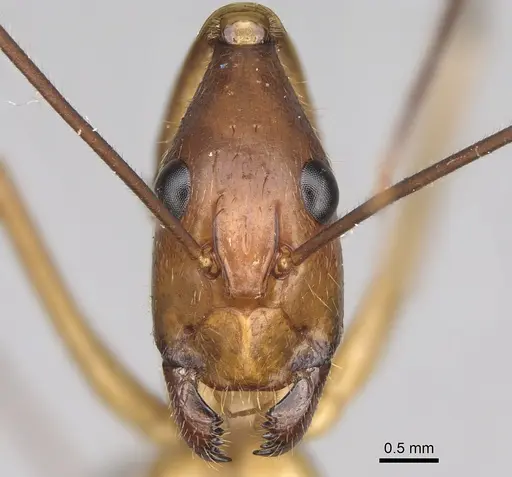 Camponotus dufouri specimen CASENT0274127 image casent0274127_2