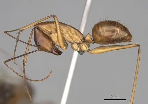 Camponotus dufouri specimen CASENT0274127 image casent0274127_3