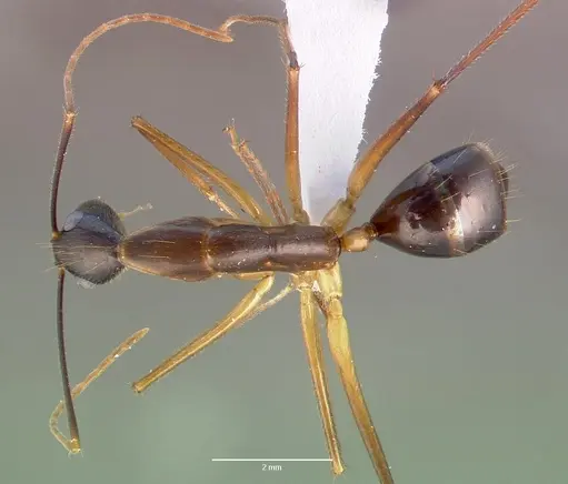 Camponotus dufouri specimen CASENT0409179 image casent0409179_1