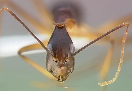 Camponotus dufouri specimen CASENT0409179 image casent0409179_2