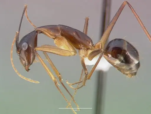 Camponotus dufouri specimen CASENT0409179 image casent0409179_3