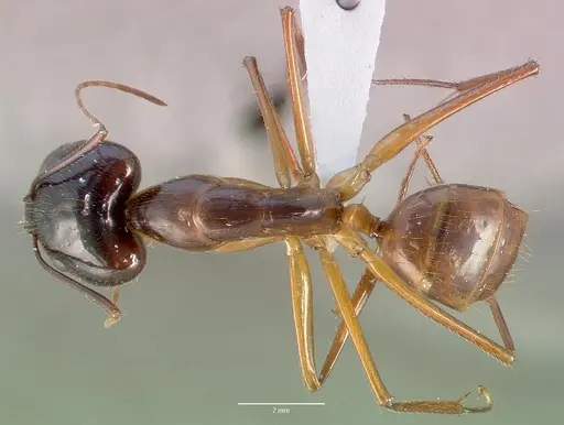 Camponotus dufouri specimen CASENT0409180 image casent0409180_1