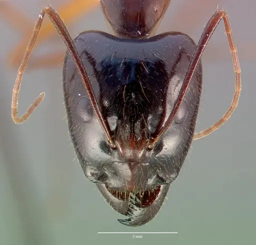 Camponotus dufouri specimen CASENT0409180 image casent0409180_2