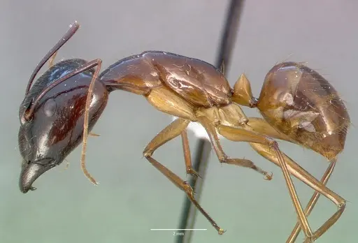 Camponotus dufouri specimen CASENT0409180 image casent0409180_3