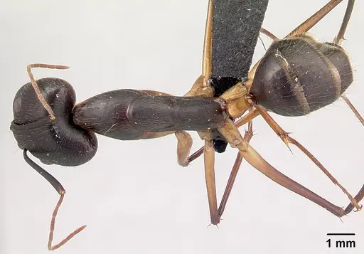 Camponotus dufouri specimen CASENT0487725 image casent0487725_1