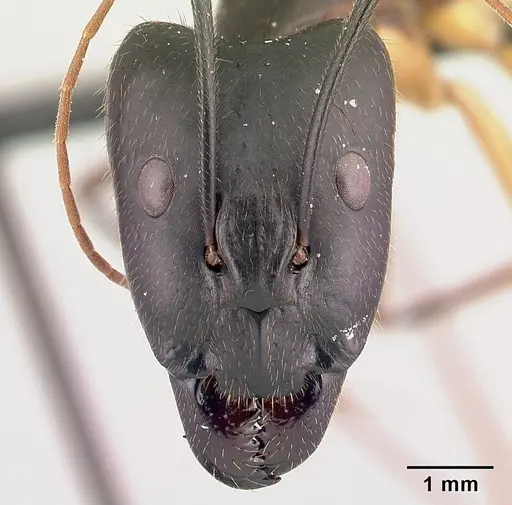 Camponotus dufouri specimen CASENT0487725 image casent0487725_2