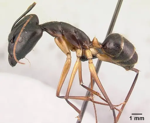 Camponotus dufouri specimen CASENT0487725 image casent0487725_3