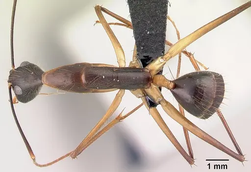 Camponotus dufouri specimen CASENT0487727 image casent0487727_1
