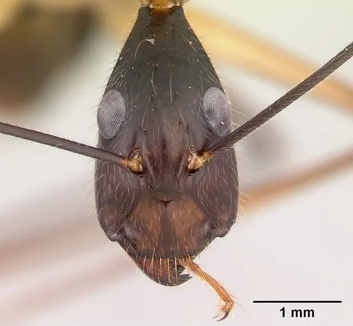 Camponotus dufouri specimen CASENT0487727 image casent0487727_2