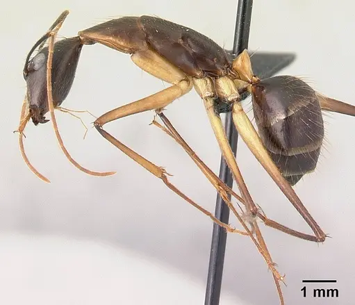 Camponotus dufouri specimen CASENT0487727 image casent0487727_3
