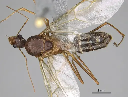 Camponotus dufouri specimen CASENT0923215 image casent0923215_1