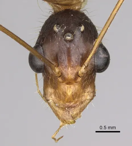 Camponotus dufouri specimen CASENT0923215 image casent0923215_2
