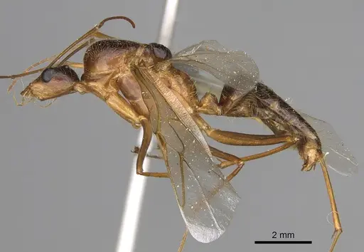 Camponotus dufouri specimen CASENT0923215 image casent0923215_3