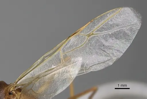 Camponotus dufouri specimen CASENT0923215 image casent0923215_4