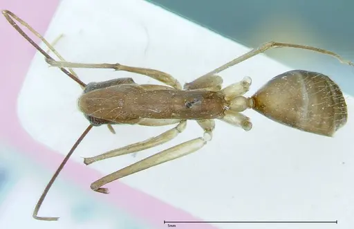 Camponotus dufouri specimen FOCOL0002 image focol0002_1