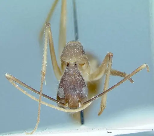 Camponotus dufouri specimen FOCOL0002 image focol0002_2