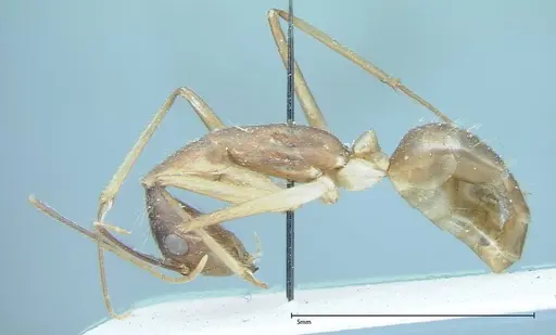 Camponotus dufouri specimen FOCOL0002 image focol0002_3