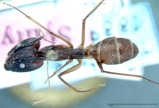 Camponotus dufouri specimen FOCOL0003 image focol0003_1