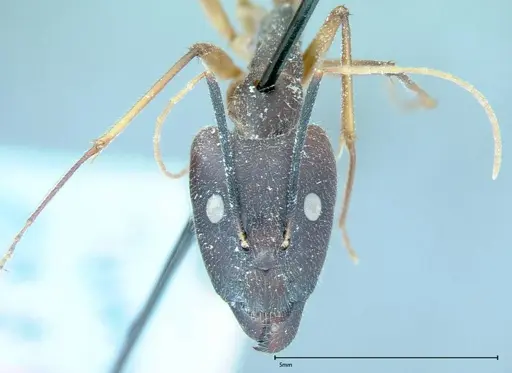 Camponotus dufouri specimen FOCOL0003 image focol0003_2