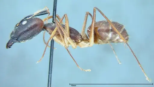 Camponotus dufouri specimen FOCOL0003 image focol0003_3