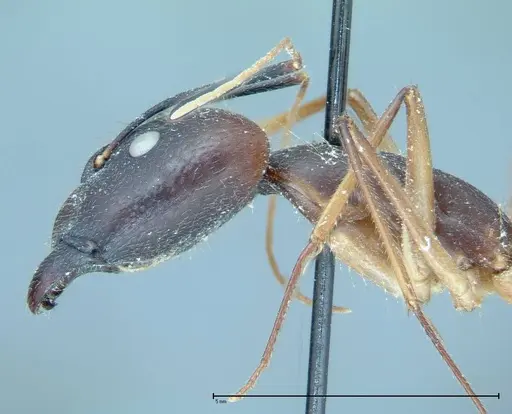 Camponotus dufouri specimen FOCOL0003 image focol0003_4
