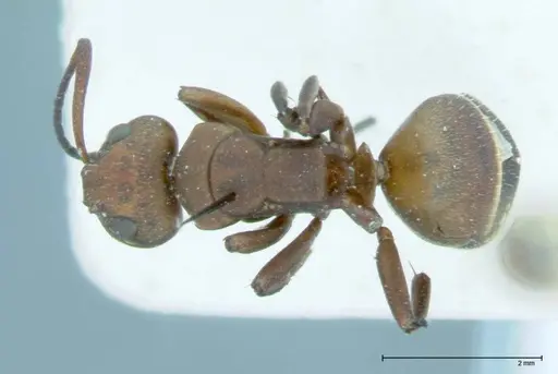 Camponotus dufouri specimen FOCOL0004 image focol0004_1