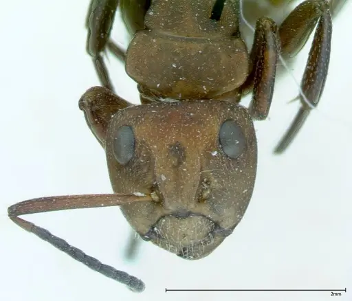Camponotus dufouri specimen FOCOL0004 image focol0004_2