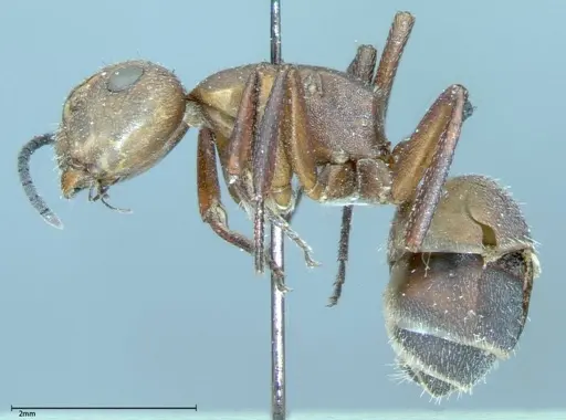 Camponotus dufouri specimen FOCOL0004 image focol0004_3
