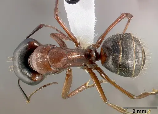 Camponotus dumetorum specimen CASENT0005342 image casent0005342_1