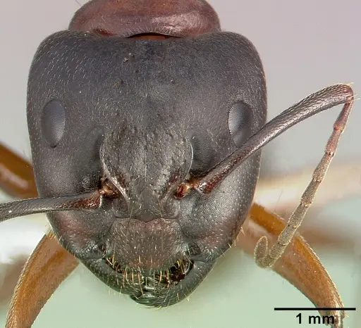 Camponotus dumetorum specimen CASENT0005342 image casent0005342_2