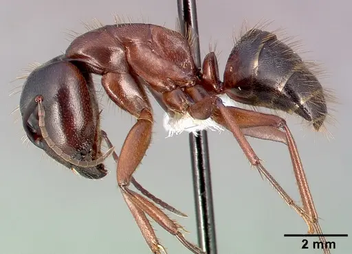Camponotus dumetorum specimen CASENT0005342 image casent0005342_3