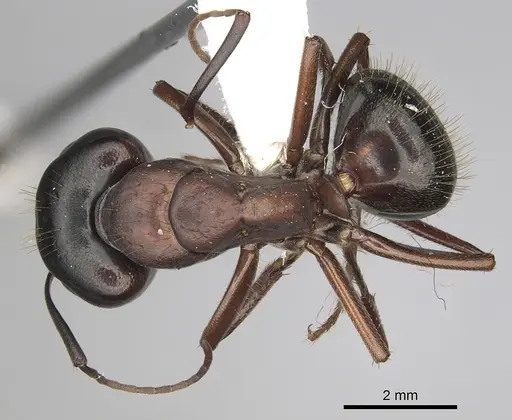 Camponotus dumetorum specimen CASENT0280021 image casent0280021_1