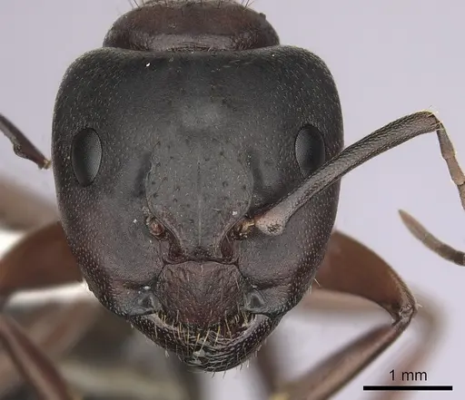 Camponotus dumetorum specimen CASENT0280021 image casent0280021_2