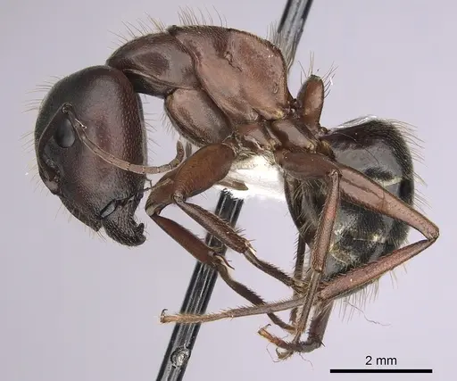 Camponotus dumetorum specimen CASENT0280021 image casent0280021_3