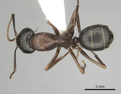Camponotus dumetorum specimen CASENT0280022 image casent0280022_1