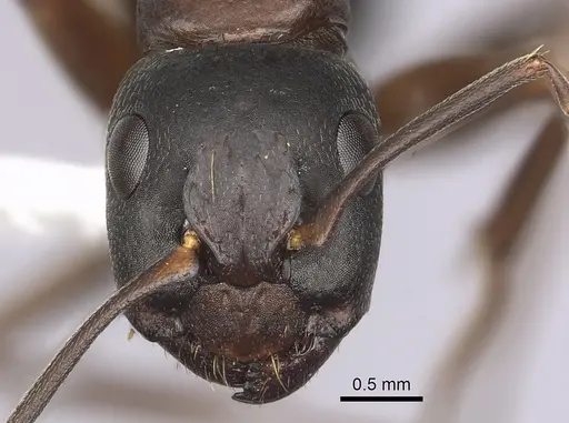 Camponotus dumetorum specimen CASENT0280022 image casent0280022_2