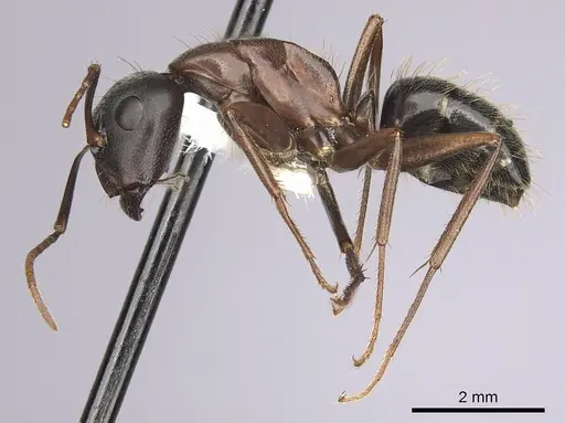 Camponotus dumetorum specimen CASENT0280022 image casent0280022_3