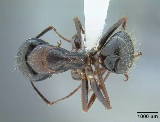 Camponotus dumetorum specimen CASENT0732631 image casent0732631_1